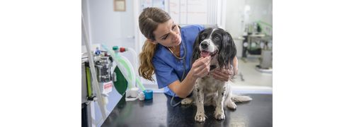 Medicina Veterinária